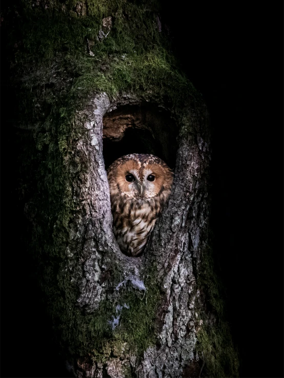 an owl peeks out of a hole in a tree, a portrait, by Jan Tengnagel, pexels contest winner, deep forest in the night, high quality photo, portrait of a small, fine art print