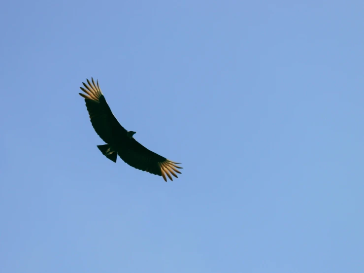 a large bird flying through a blue sky, pexels contest winner, hurufiyya, black lion with peacock wings, high polygon, shadow, 15081959 21121991 01012000 4k