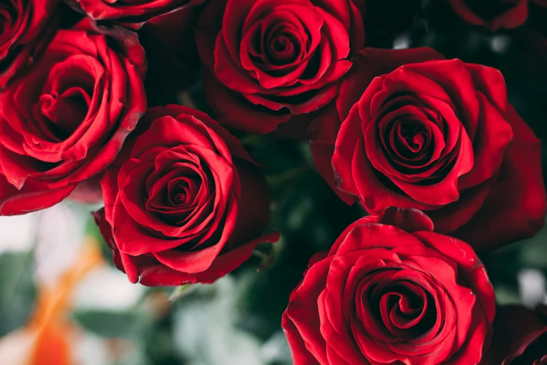 a close up of a bunch of red roses, by Julia Pishtar, close together, celebration, romantic lead, commercially ready