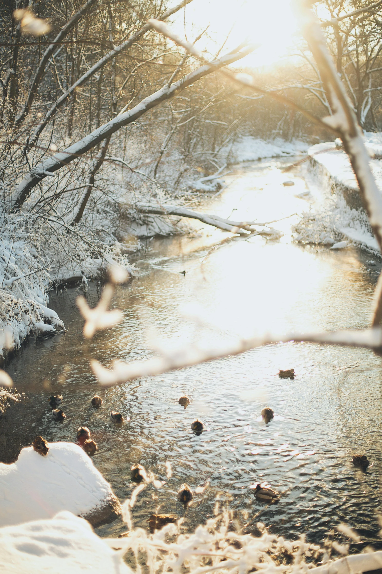 a stream running through a snow covered forest, inspired by Elsa Bleda, trending on unsplash, people swimming, golden hours, ducks, a quaint