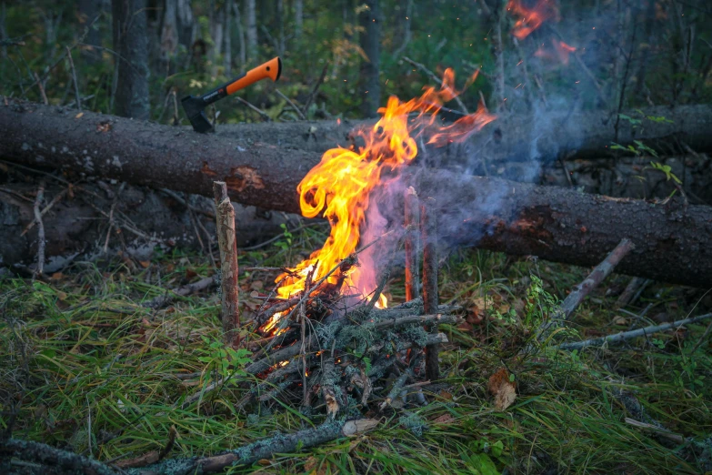 a fire in the middle of a forest, with some sausages on the fire, profile image, nature photo, trending photo