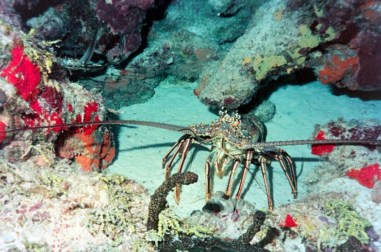 a lobster on the bottom of a coral reef, by Emanuel Witz, flickr, agfa photo, 2000s photo, big claws, full - length photo