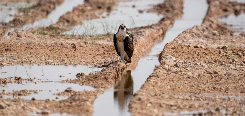 a couple of birds standing on top of a muddy field, pexels contest winner, hurufiyya, water dripping off him, falcon, standing next to water, slide show