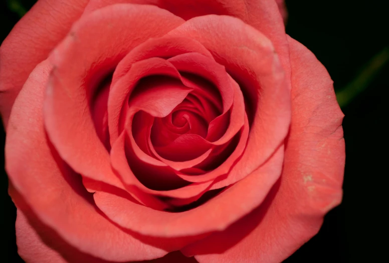 a close up of a pink rose on a black background, an album cover, by Andor Basch, pexels contest winner, coral red, smooth red skin, tourist photo, high detailed close up of