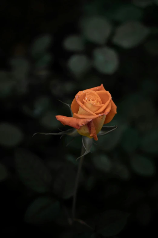 a single orange rose against a dark background, a picture, pexels contest winner, slight overcast, high quality photo, portrait of a small