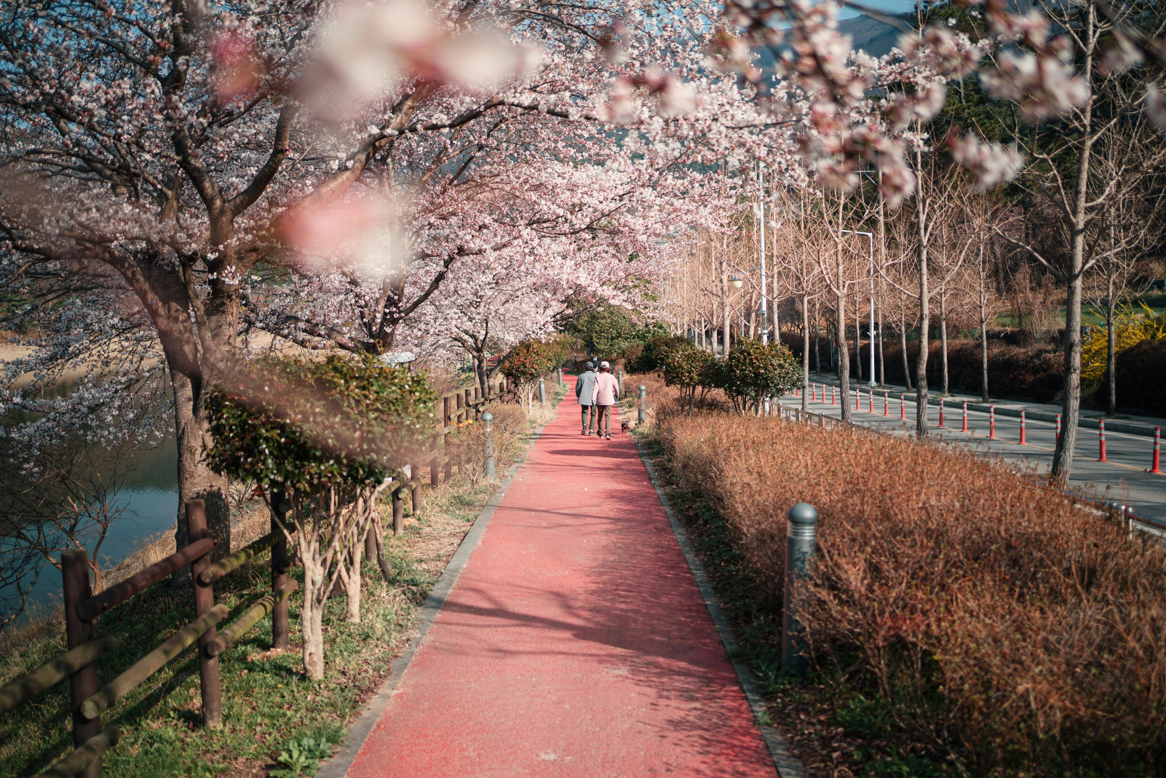 a couple of people that are walking down a path, a picture, inspired by Miyagawa Chōshun, pexels contest winner, shin hanga, spring season city, south korea, 🚿🗝📝