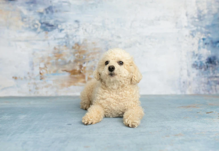 a small white dog sitting on top of a blue floor