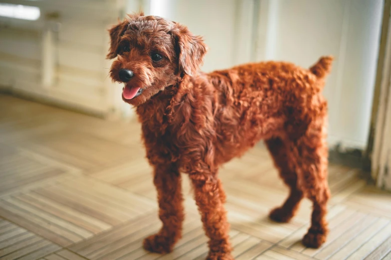 a brown dog standing on top of a wooden floor, a stipple, pexels contest winner, renaissance, reddish beard, with a curly perm, crisp focus, gaming