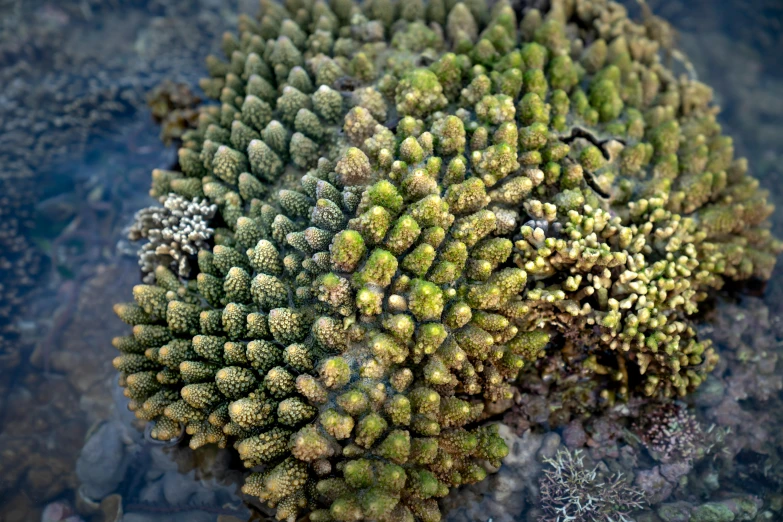 a green plant that is growing out of some rocks, by Dietmar Damerau, precisionism, covered in coral and barnacles, megascans texture, cone shaped, photograph credit: ap