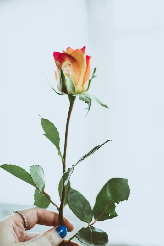 a close up of a person holding a flower, a colorized photo, unsplash, romanticism, natural point rose', chartreuse and orange and cyan, large tall, celebration