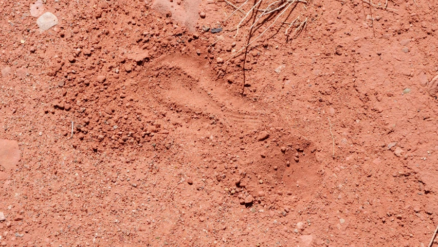 a bird that is standing in the dirt, by Linda Sutton, land art, red sand, fingerprints on clay, red salamander, high-resolution photo
