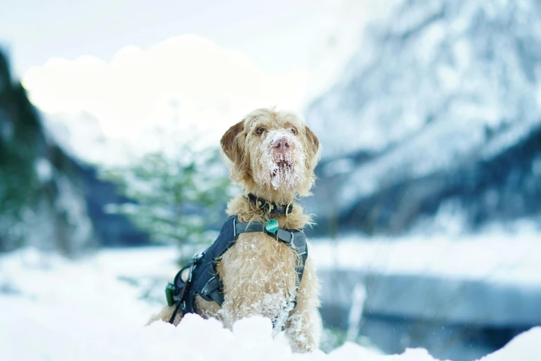 a dog that is sitting in the snow, on a mountain, avatar image, thumbnail, shot on kodak ektar