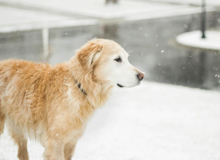 a dog that is standing in the snow, a portrait, pexels contest winner, slightly golden, on a rainy day, three quarter profile, jenna barton