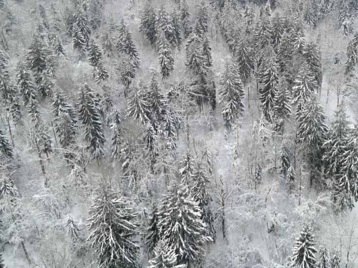 a snow covered forest filled with lots of trees, pexels contest winner, hurufiyya, birdseye view, grey, alpes, less detailing