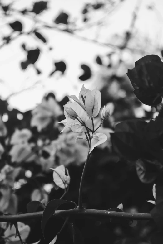 a black and white photo of some flowers, unsplash, 🌺 cgsociety, leaves and vines, longing, ✨🕌🌙