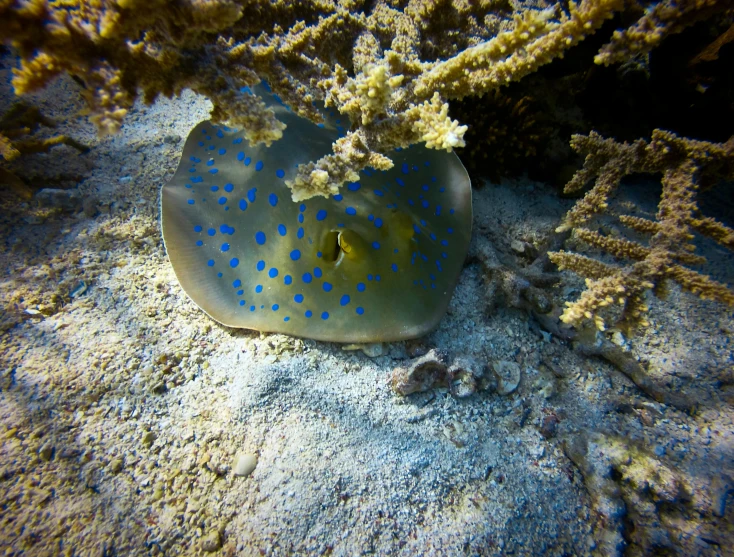 a blue spotted fish laying on top of a rock, by Anna Haifisch, hurufiyya, transparent jellyfish, half submerged in heavy sand, avatar image