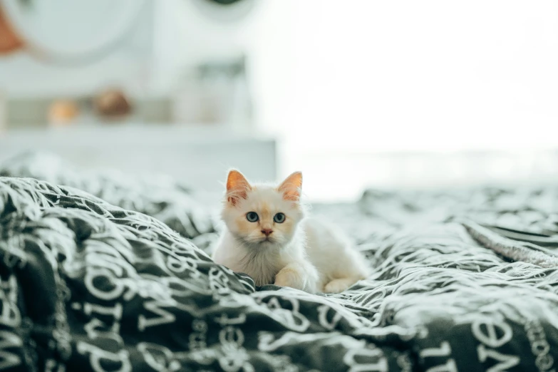 a white cat laying on top of a bed, trending on unsplash, renaissance, cute kittens, on a velvet tablecloth, sitting in bedroom, small bed not made