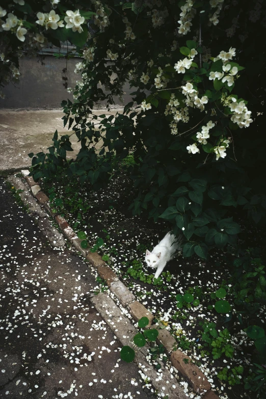 a white cat sitting on the side of a road, an album cover, inspired by Elsa Bleda, conceptual art, petals falling everywhere, in a garden of a house, ignant, grainy footage