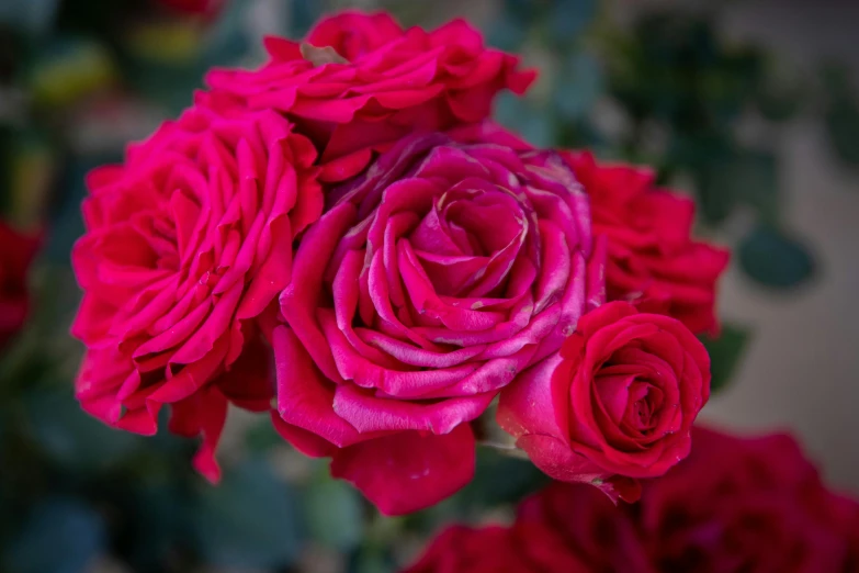 a close up of a bunch of red roses, by Gwen Barnard, unsplash, shades of pink and blue, shot on 1 5 0 mm, no cropping, heavily ornamental