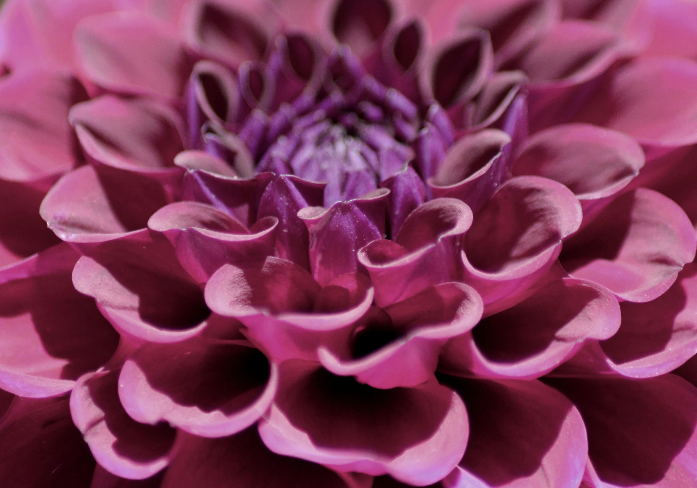 a close up of a pink flower with a purple center, by Carey Morris, pexels contest winner, giant dahlia flower crown head, second colours - purple, high-body detail, curled perspective