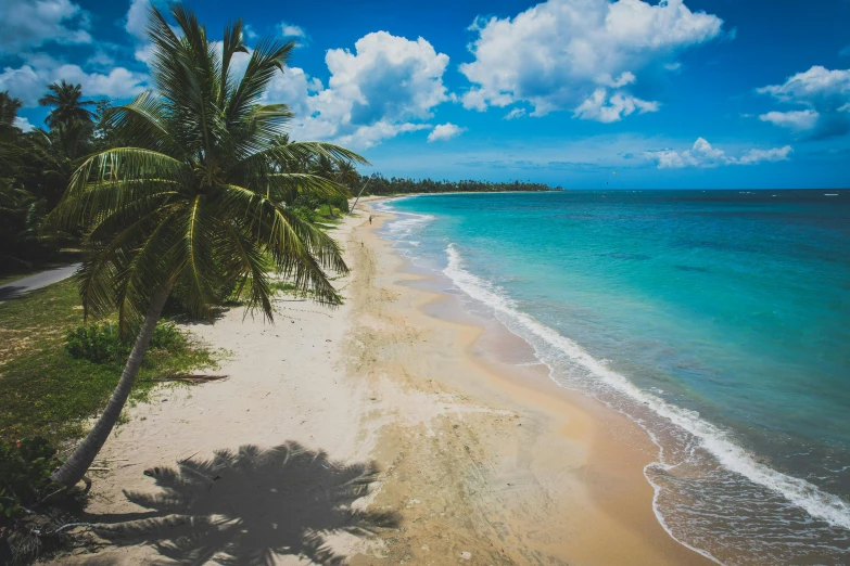 a palm tree sitting on top of a sandy beach, bird view, puerto rico, instagram post, no watermarks