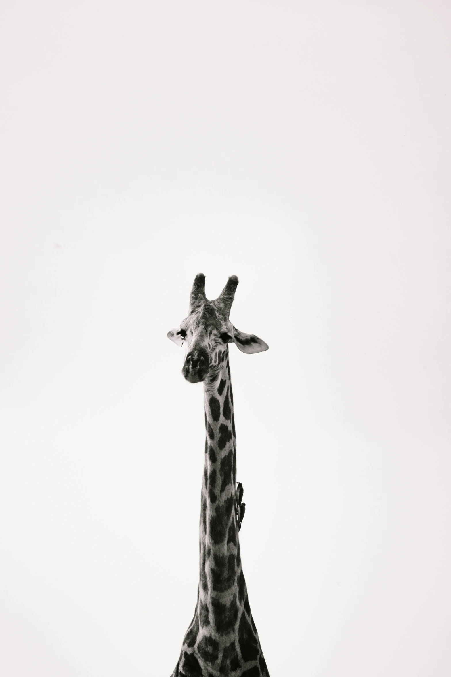 a black and white photo of a giraffe, a picture, by Brian Alfred, minimalism, full view blank background, up there, high quality photo, miniature animal