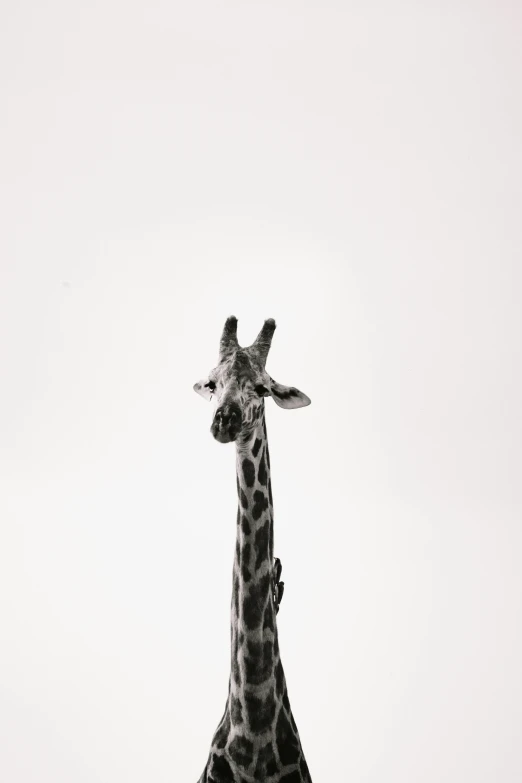 a black and white photo of a giraffe, a picture, by Brian Alfred, minimalism, full view blank background, up there, high quality photo, miniature animal