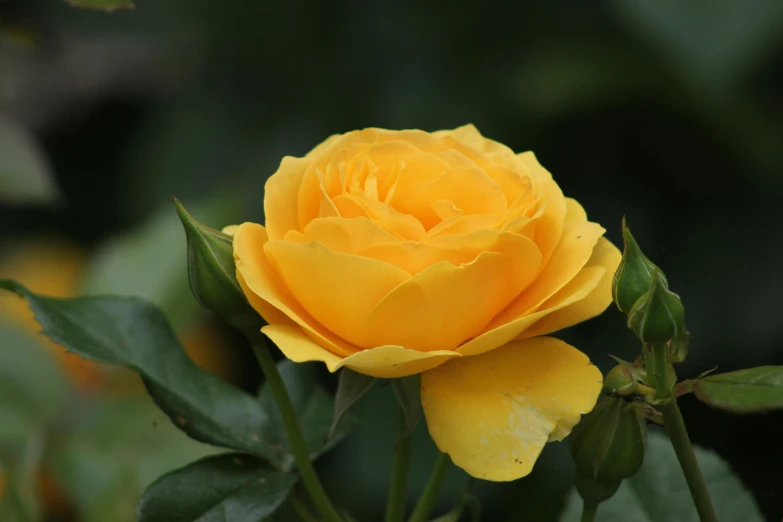 a close up of a yellow rose with green leaves, unsplash, slide show, slight overcast weather, various posed, no cropping