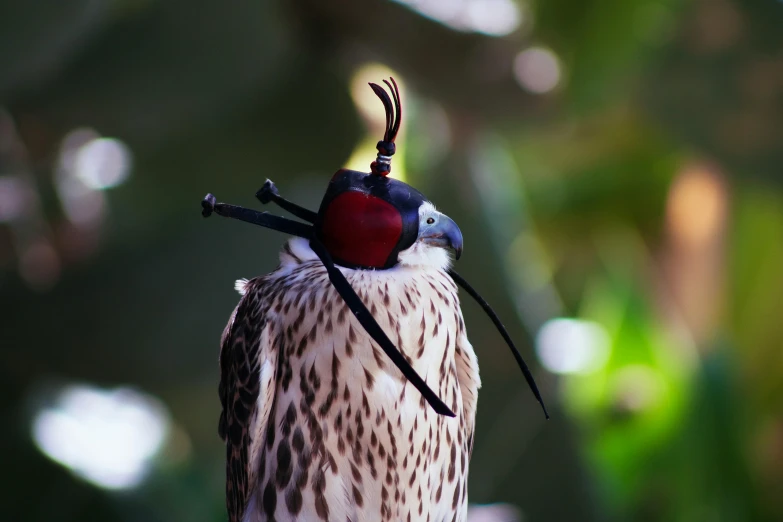 a close up of a bird with a hat on it's head, inspired by Horace Vernet, pexels contest winner, hurufiyya, long antennae, macuahuitl, on display, exterior shot