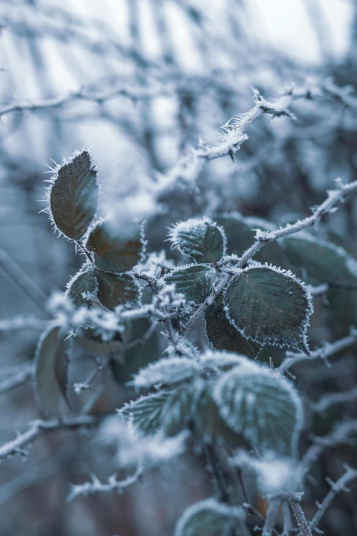 a close up of a plant with frost on it, an album cover, inspired by Arthur Burdett Frost, unsplash contest winner, mikko lagerstedt, branches and ivy, a cozy, minn