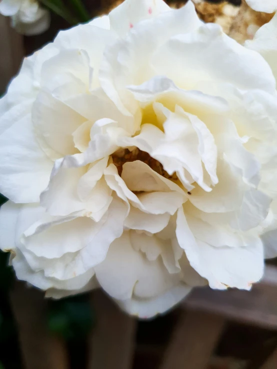 a close up of a white flower on a plant, rose crown, highly polished, ivory rococo, white mist