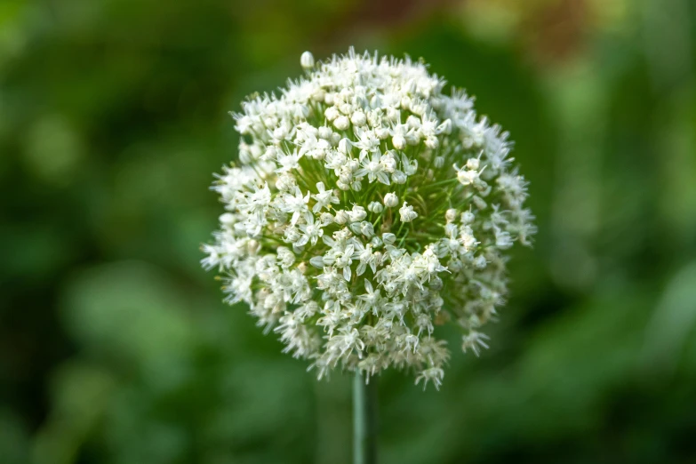 a close up of a white flower on a stem, hurufiyya, glistening seafoam, human onion hybrid, multicoloured, small crown