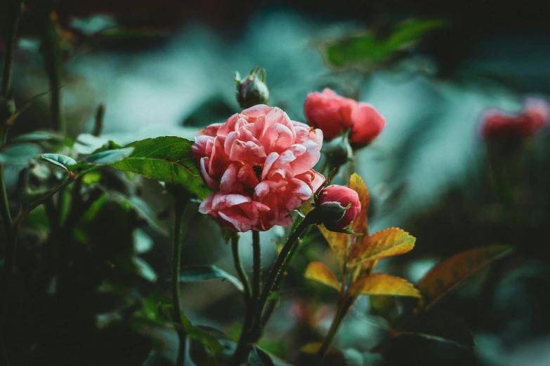a close up of a pink flower with green leaves, inspired by Elsa Bleda, unsplash, romanticism, red roses, gloomy mood, gardening, unsplash photo contest winner