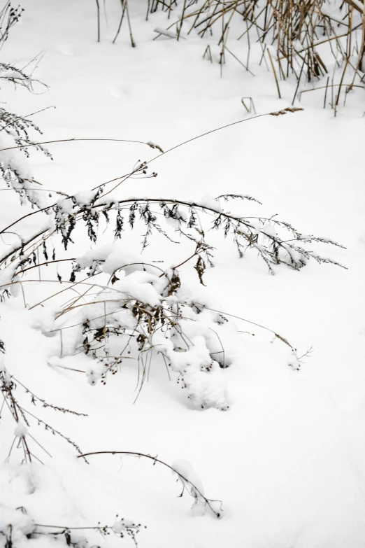 a fire hydrant sitting in the middle of a snow covered field, by Andries Stock, land art, wild foliage, overhanging branches, minn, some zoomed in shots