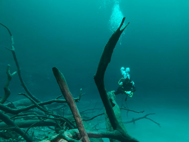 a person that is diving in the water, by Peter Churcher, dead forest, azure water, slide show, explorer