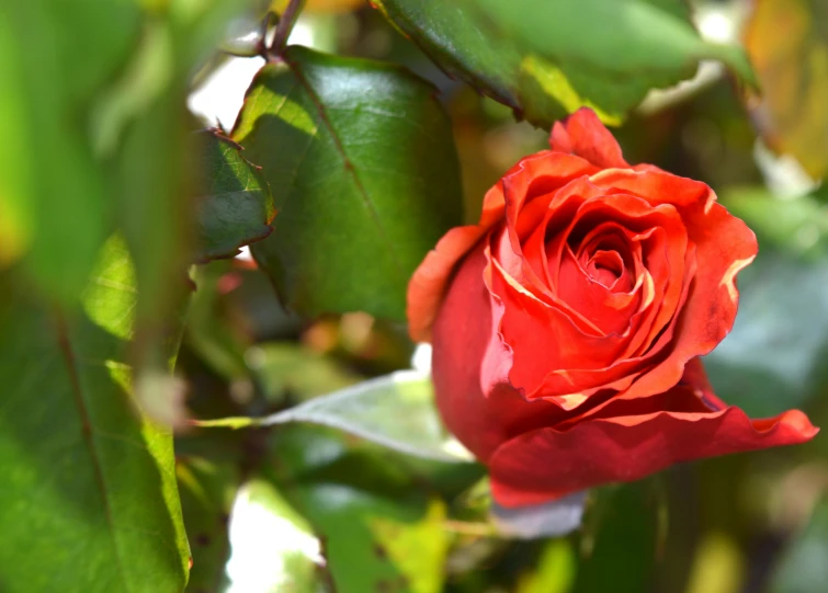 a close up of a red rose on a tree, profile image, in bloom greenhouse, fan favorite, birdseye view