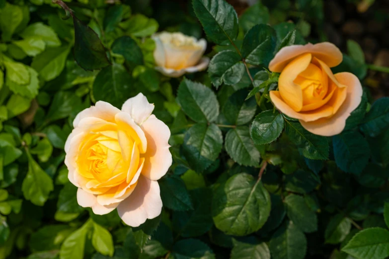 two yellow roses are blooming in the garden, an album cover, unsplash, amber, shot on sony a 7 iii, mint, no cropping