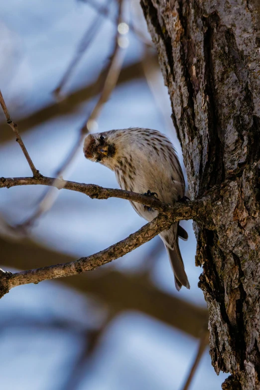 a small bird sitting on top of a tree branch, licking out, looking serious, sprawling, slide show