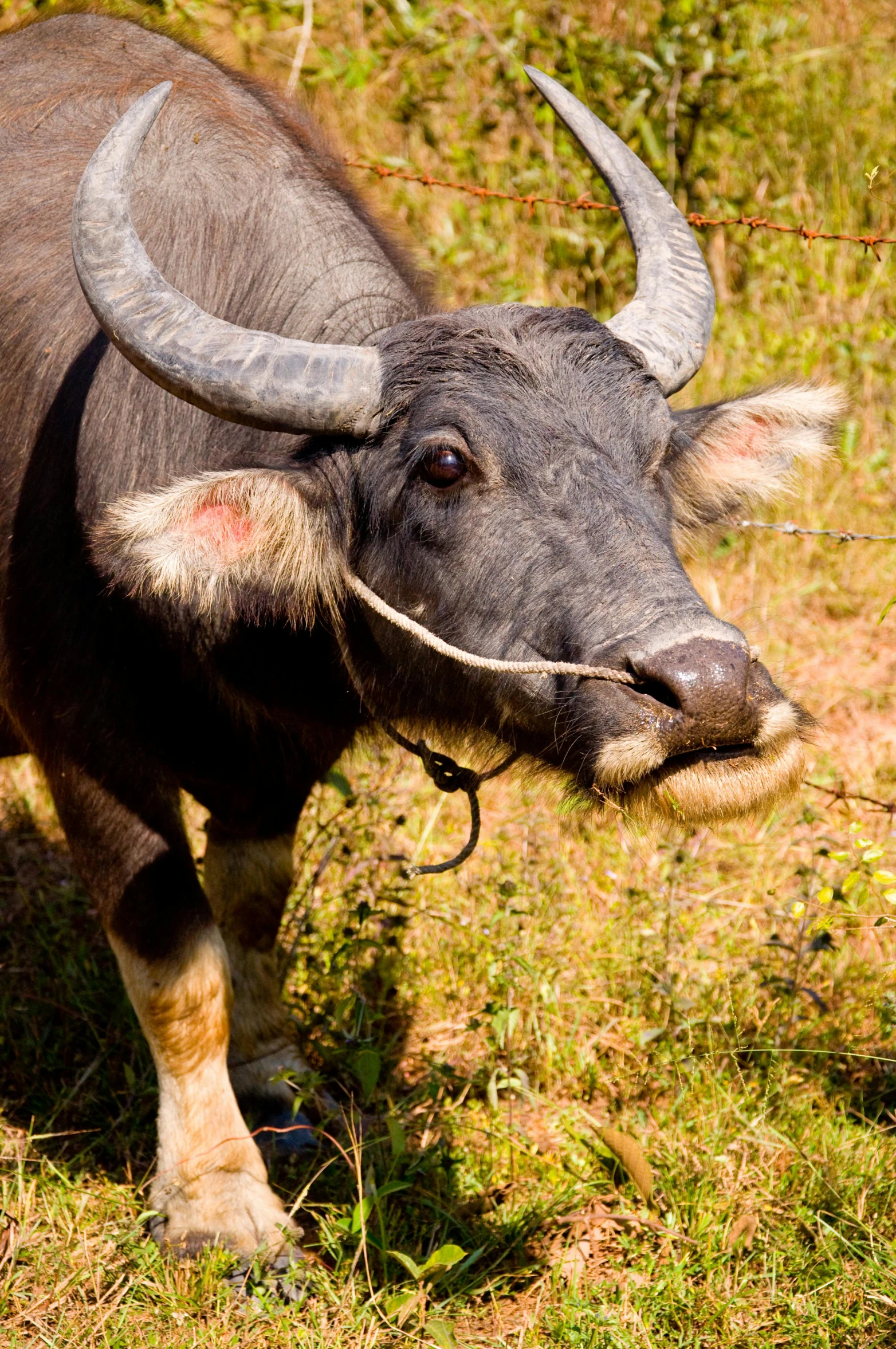 an animal that is standing in the grass, half man half asian black bull, truncated snout under visor, bhutan, long hook nose