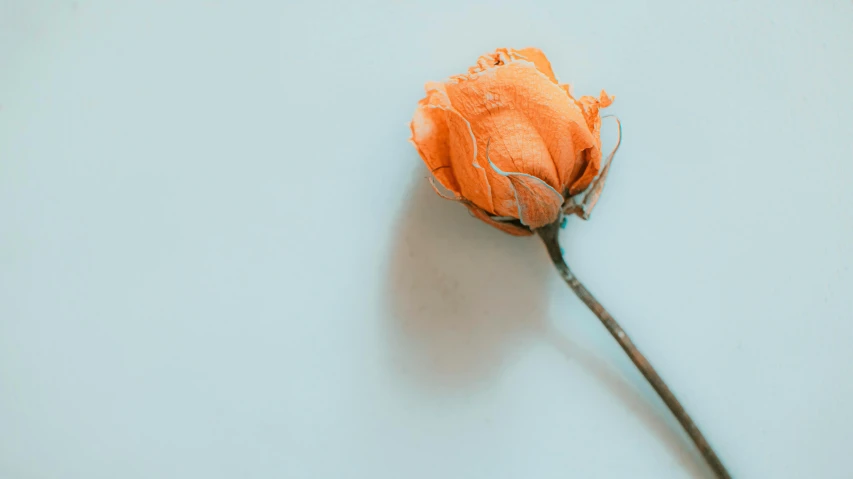 a single orange flower sitting on top of a white surface, by Emma Andijewska, trending on pexels, romanticism, blue rose, made of lab tissue, dressed in a worn, high-quality photo