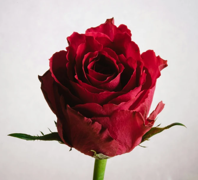 a single red rose on a stem against a white background, a photo, pexels, side view close up of a gaunt, dark skinned, rosalia, from the front