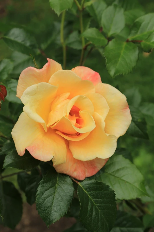 a close up of a yellow rose with green leaves, in shades of peach, lush surroundings, multicoloured