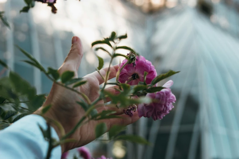 a person holding a flower in front of a building, inspired by Elsa Bleda, pexels contest winner, rose garden, partially cupping her hands, manuka, in bloom greenhouse
