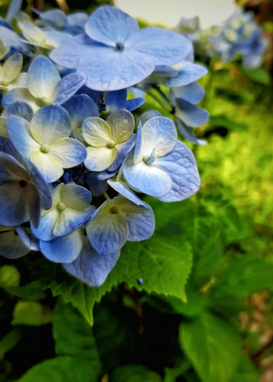 a close up of a bunch of blue flowers, slide show, fan favorite, ((blue)), lush surroundings