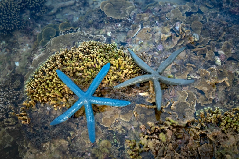 two blue starfishs sitting on top of a rock, by Emanuel Witz, pixabay contest winner, hurufiyya, coral-like pebbles, avatar image, bird's view, great barrier reef