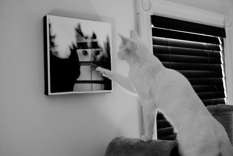 a white cat standing on top of a couch, a black and white photo, inspired by Jean Tabaud, unsplash, conceptual art, robot painting a robot on canvas, looking in mirror, set photo, with a white muzzle