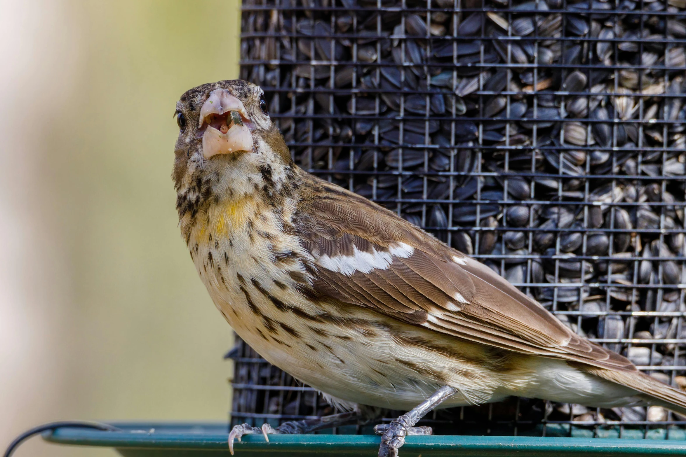 a bird sitting on top of a bird feeder, a portrait, by Jim Manley, pixabay contest winner, with a very large mouth, scruffy looking, female gigachad, avatar image