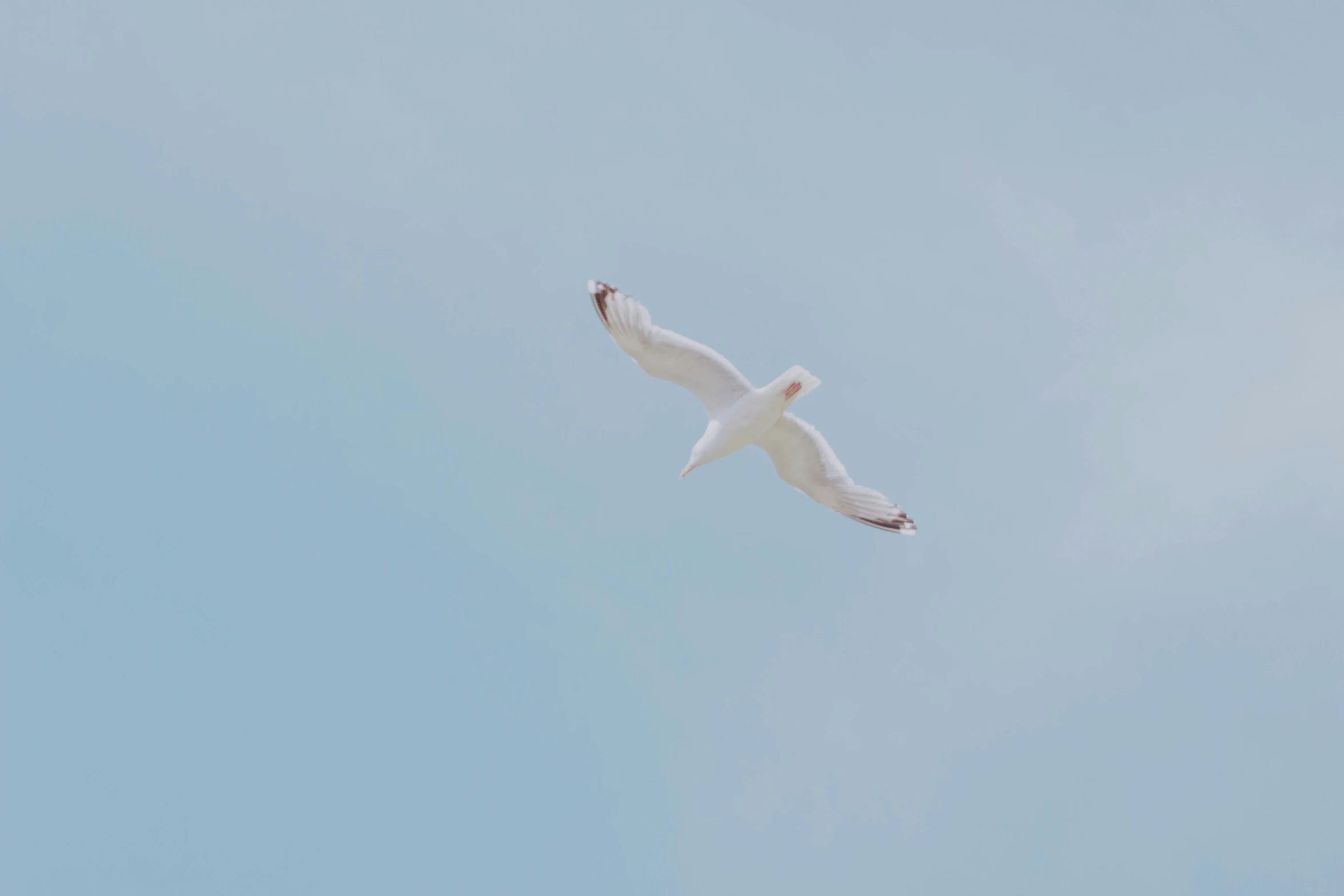 a white bird flying through a blue sky, an album cover, pexels, minimalism, low quality footage, on a canva, albino, gliding