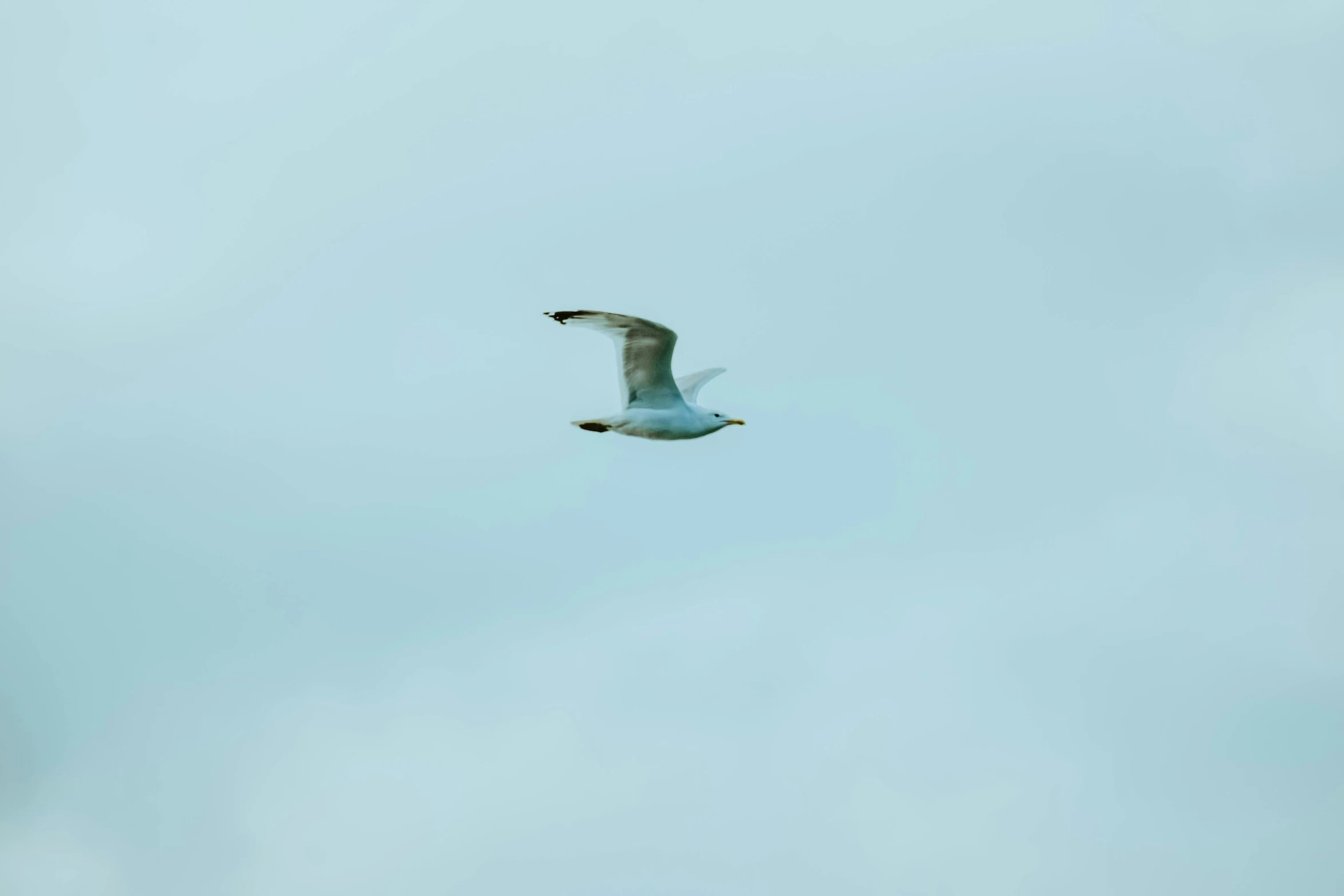 a bird that is flying in the sky, by Neil Blevins, pexels, minimalism, white and pale blue, birdeye, shot on sony a 7, floating. greenish blue