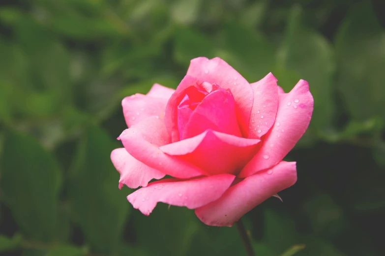 a pink rose with green leaves in the background, a photo, unsplash, ((pink)), various posed, instagram post, no blur